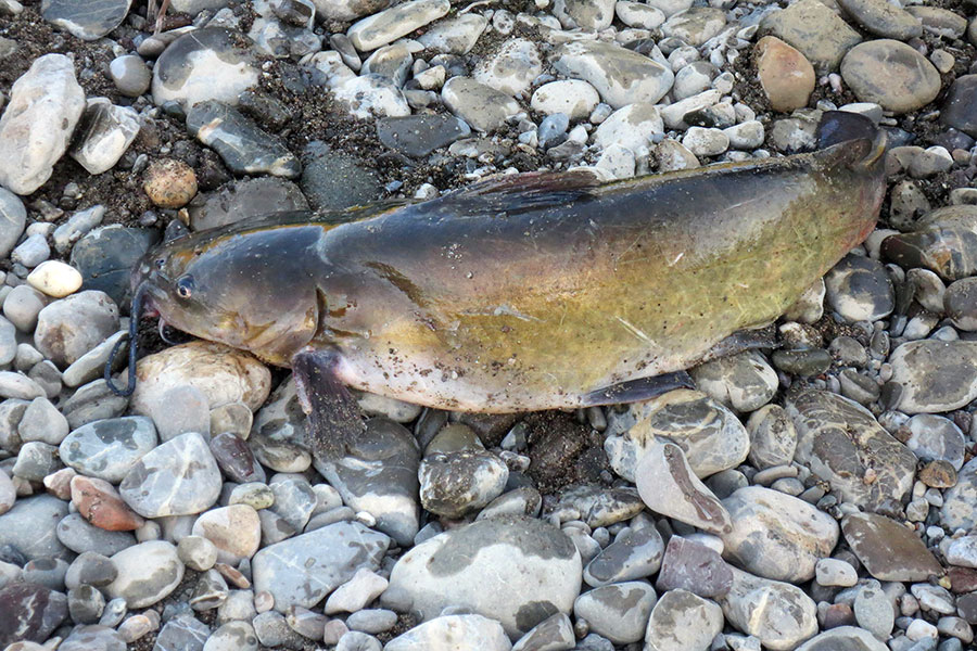pesce-gatto-morto-bilancino