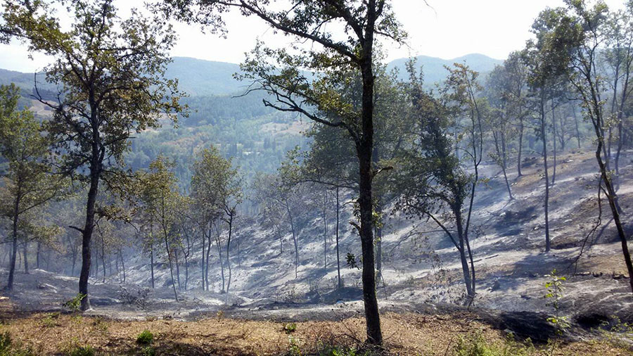 bovino-vicchio-incendio-agosto-2017