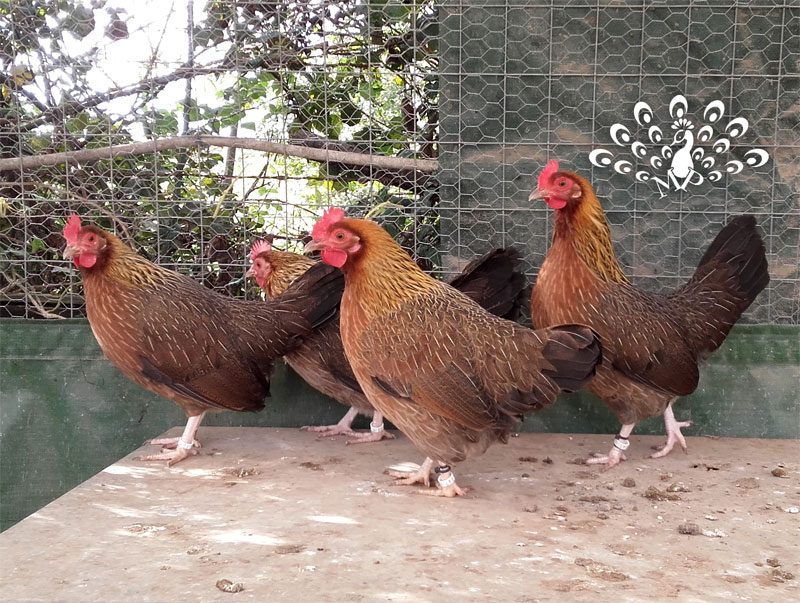 Le galline mugellesi collo oro (foto da www.tuttosullegalline.it)