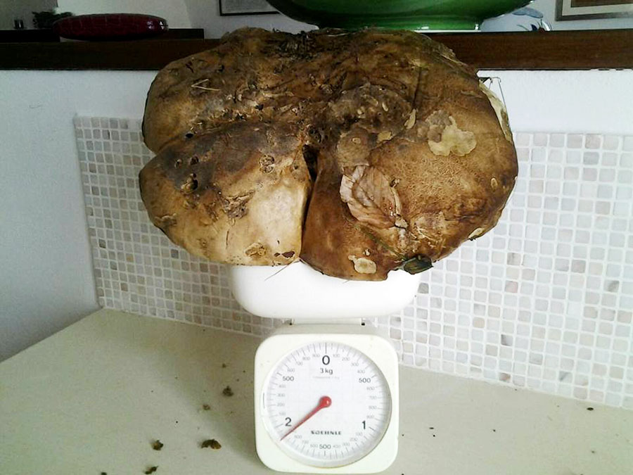 porcino-record-2-kg