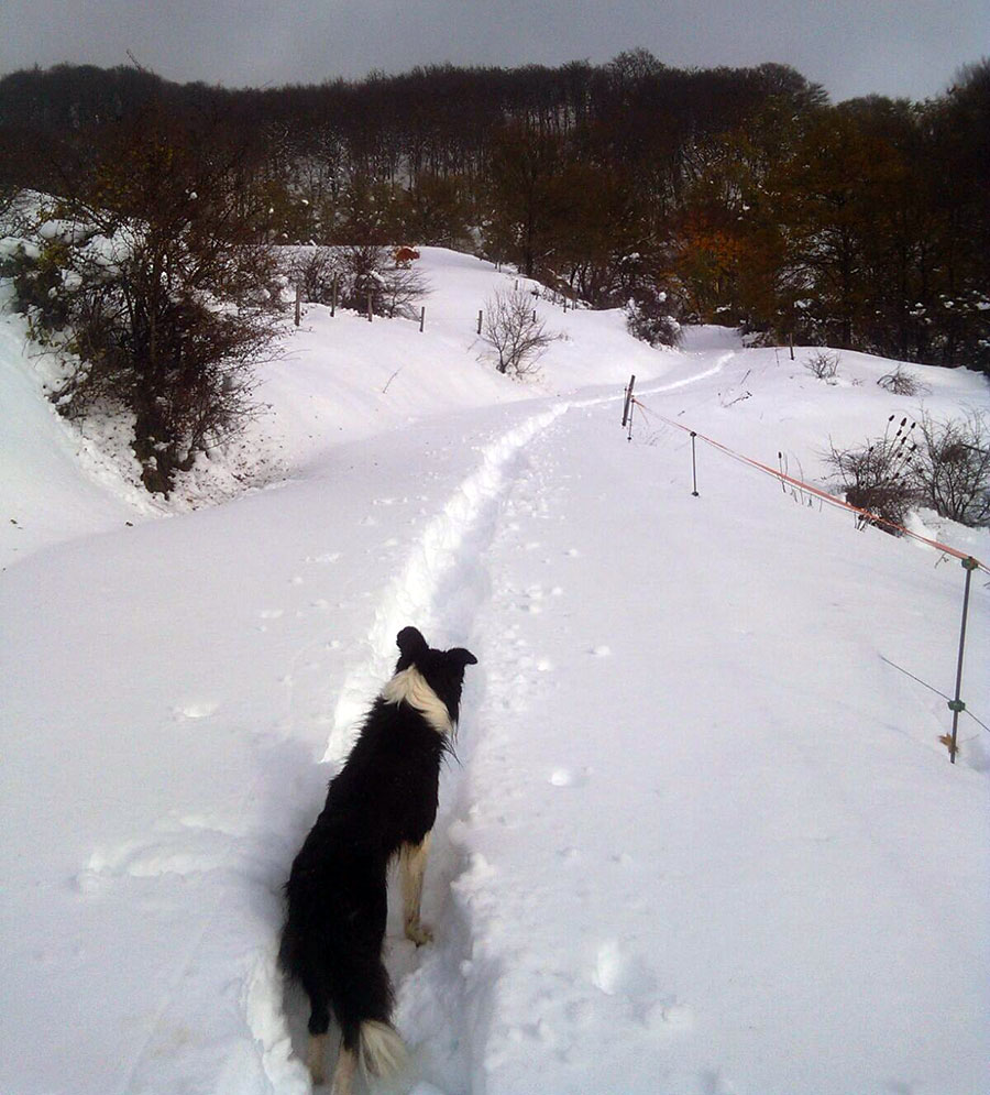 animali dispersi neve novembre 2017 3
