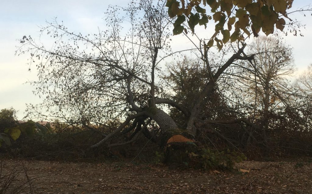 villa martini albero