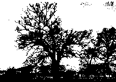 Alberimugellani.gif (2828 byte)