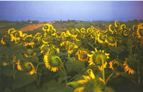 Campo di girasoli. Foto di Antonio Barletti