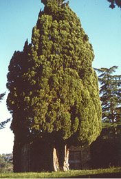 Il grande cipresso di Campestri, Vicchio