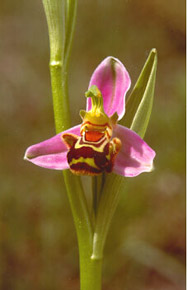 Ophrys apifera, foto di massimo squarcini