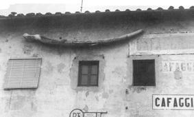 L'osso di "balena" a Cafaggiolo