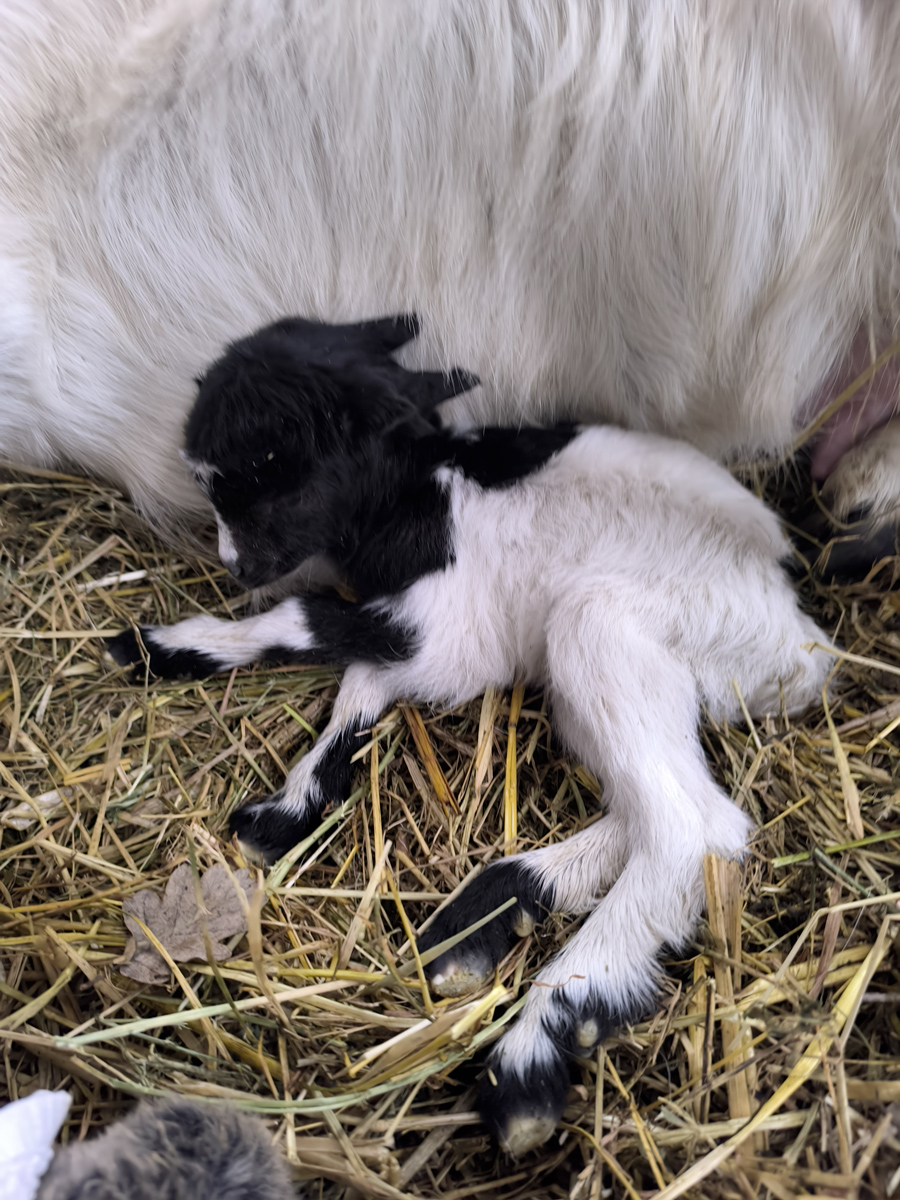 La capretta Ernesto con la mamma