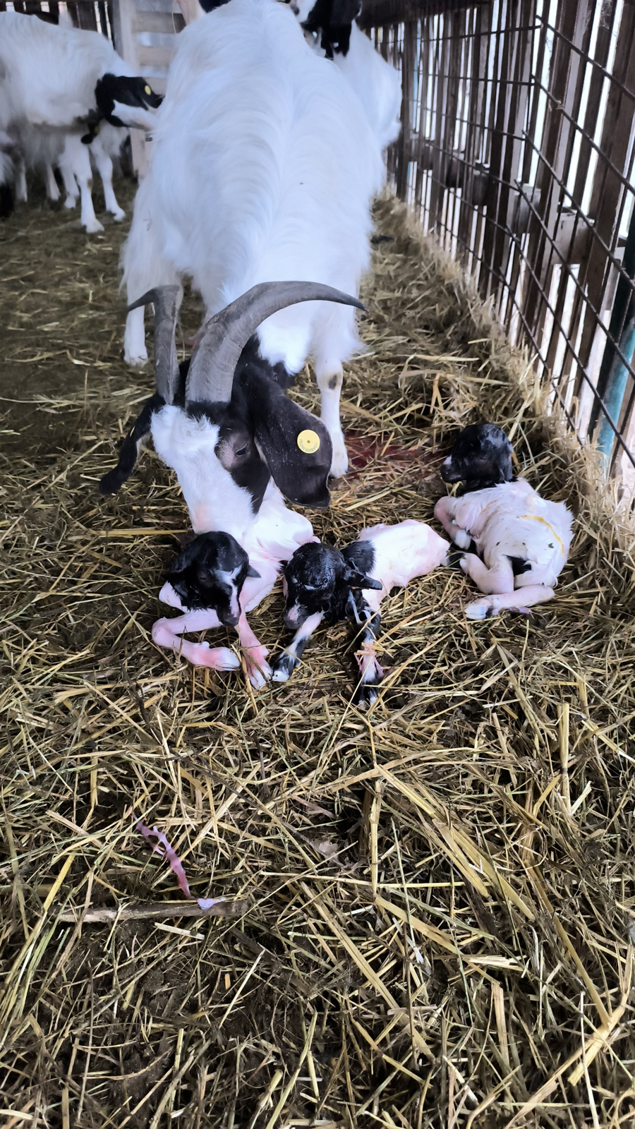 La capretta Ernesto con la mamma ed i fratellini