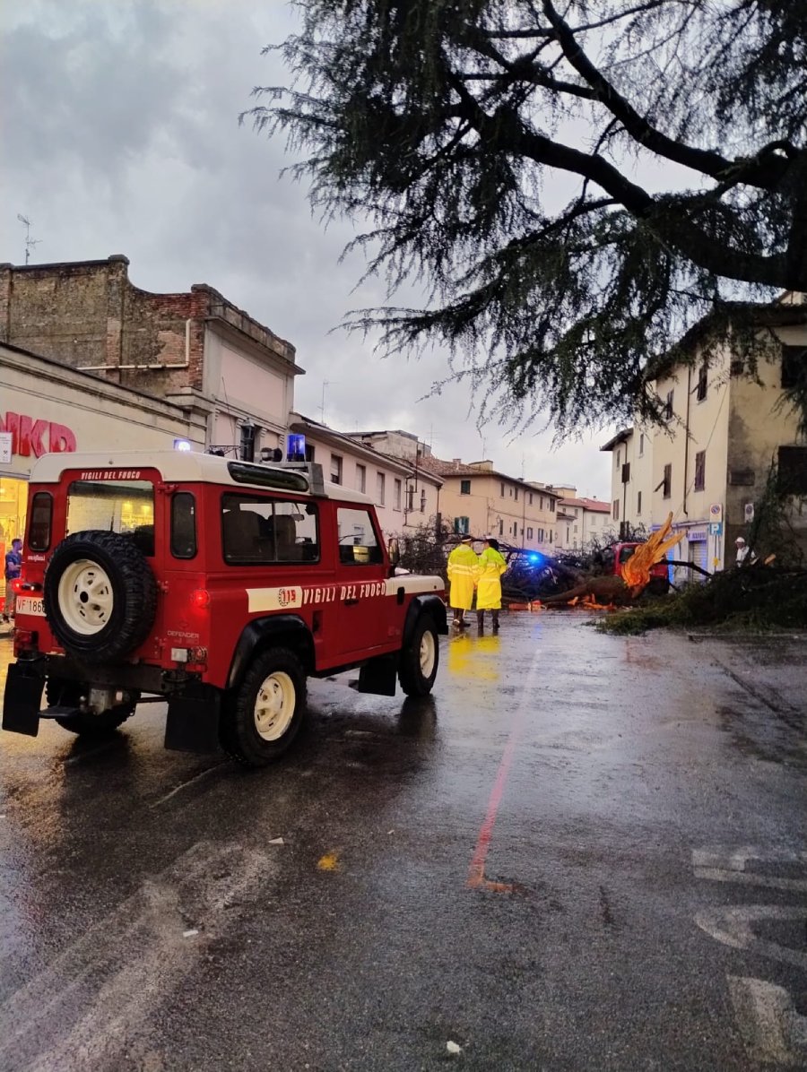 L'albero caduto in piazza del Poggio a Borgo