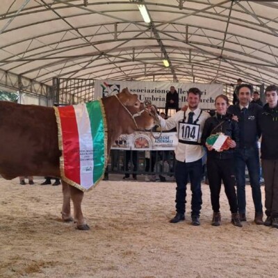 La mucca dell'azienda agricola Marchi La mucca dell'azienda agricola Marchi